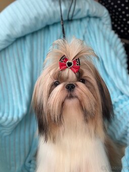 Shih Tzu pes s PP FCI 9 měsíců - 2