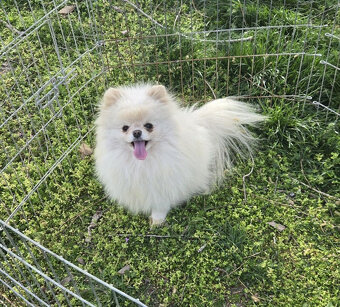 Pomeranian holka - 2