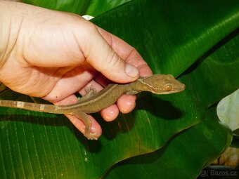 Gekon páskovaný (Gekko vittatus) - 2