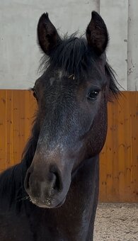 Roční hřebeček - 2