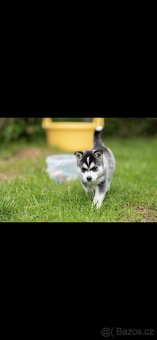 Sibiřský husky (bez PP) - 2