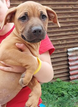 americky pitbulterier - 2
