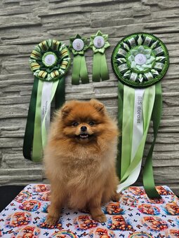Pomeranian s PP FCI - chovná fena a pes - 2