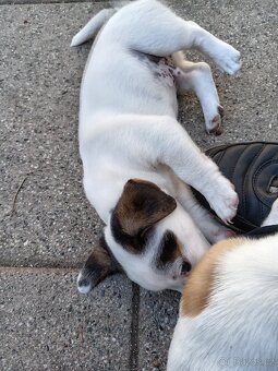 ❤️❤️Jack russel teriér❤️❤️ - 2