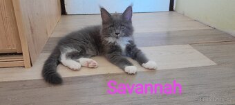 Mainská mývalí kočka s PP - 2