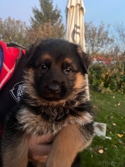 Německý ovčák - štěňata - 2
