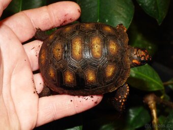 Želva uhlířská - 2