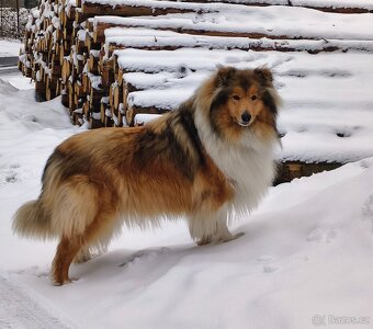 Kolie dlouhosrstá - 2