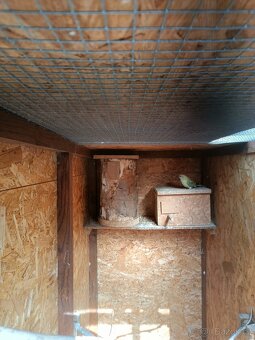 Papoušci zpěvavý - 2