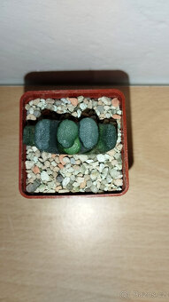 Haworthia Truncata ( sukulent ) - 2