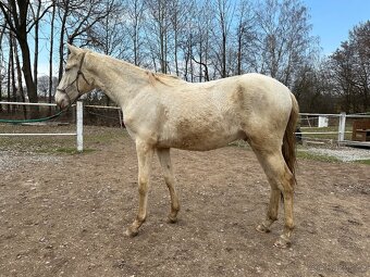 Prodám 2letho lusitano valacha. - 2