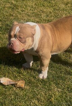 American bully kryti - 2
