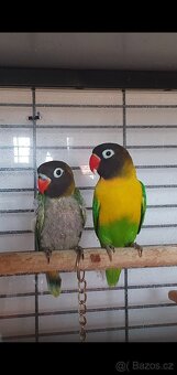 Prodám jedináčka Agapornis škraboškový - 2