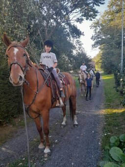Prodám 9 levého valacha - 2