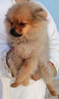 POMERANIAN - 2