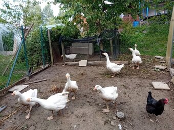 Husa německá - 2