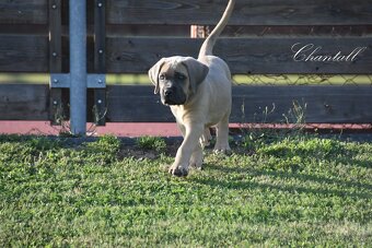 Cane Corso štěňata s FCI PP - 2