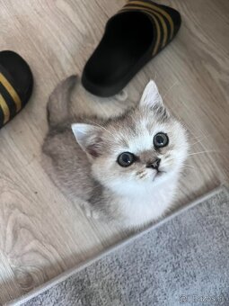 Britská koťatka chinchilla - 2
