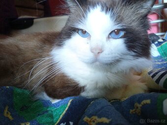 Ragdoll - 2