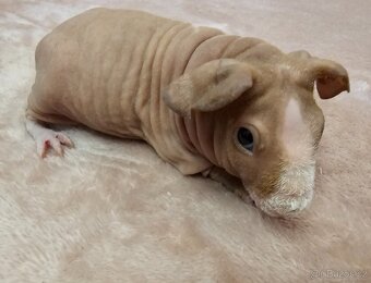 Skinny morče sameček s PP - 2