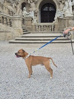 Americký stafordšírský teriér ke krytí - 2