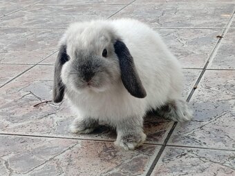 Volná samička - Anglický Zakrslý Beránek MiniLop🍑🧡 - 2