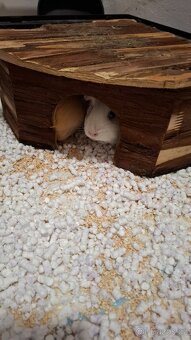 Morčata, 2 samičky - 2