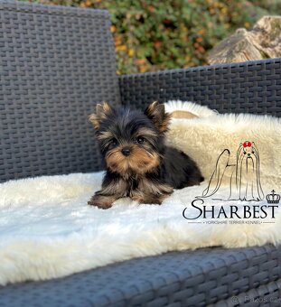 Jorkšírsky teriér s PP FCI, fenečka - 2