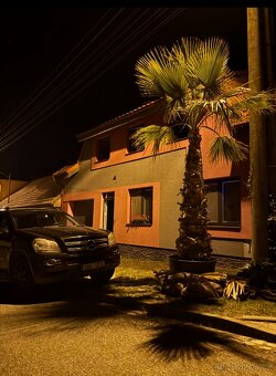 Palma Washingtonia robusta - 2