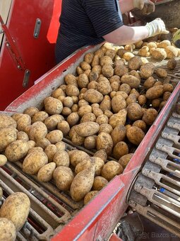 Prodej konzumních brambor - odrůda BERNINA - 2