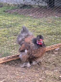 Hedvábnička - kohouti - 2