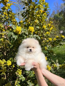 Pomeranian - 2