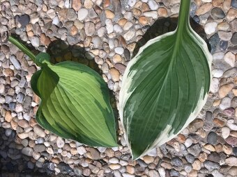 nápaditá Hosta-bohyška-5+1 druhů - 2