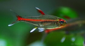 Tetra žhavá ( Hemigrammus erythrozonus) - 2
