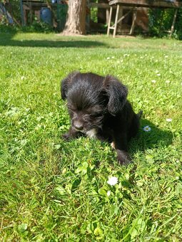 Mini štěňátko otec Papillon matka kříženec - 2