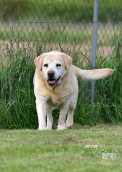 Darujeme labradorského retrívra - 2