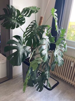Monstera deliciosa dospělá - 2