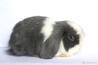 ❤️ Minilop samička ❤️ - 2