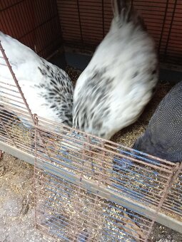 Brahmánka zdrobnělá - 2