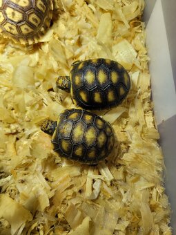 Želvičky uhlířské - 2