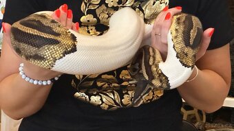 Samice krajty královské - 2