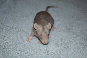 Potkan, potkánek, potkánci s VP - 2