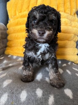 Pudl trpasličí čokoládový - 2