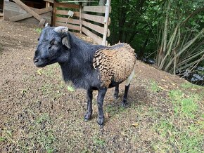 Kamerunská ovce, beran - 2