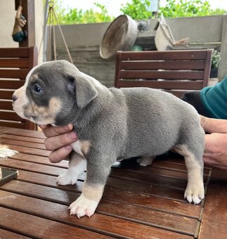 Štěně American Bully - 2