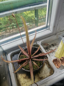 Masožravé rostliny - Rosnatka (Drosera ) - 2