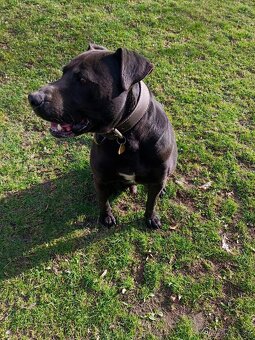 Labrador x Pitbul - 2