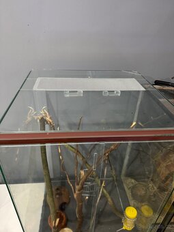Terarium - 2