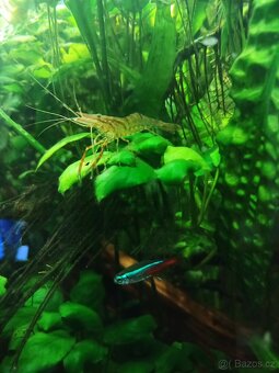 Krevety macrobrachium dayanum - 2