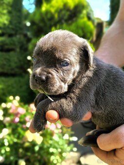 Cane corso merle - 2
